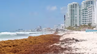 Sólo Banco Chinchorro Sur y Norte, Isla Contoy, Holbox y Chiquilá permanecen libre de la planta marina