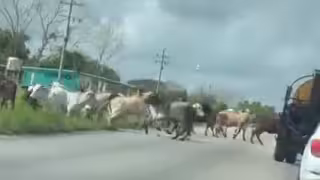 El ganado puso en alerta a los automovilistas que circulaban en la zona.
