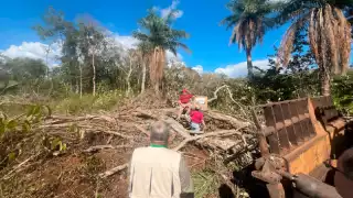 Más de 6 mil hectáreas de selva en Yucatán presentan impactos por desmontes asociados a menonitas; el daño sería irreversible