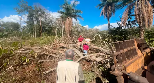 La expansión agroindustrial vinculada a grupos menonitas acelera la deforestación en el sur de Yucatán