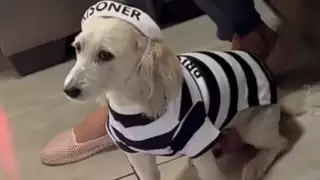 Muere Curly, perro de Fernanfloo durante casi 14 años; usuarios reaccionan 