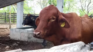 Confirman 20 nuevos casos de gusano barrenador en Yucatán; ya suman 46 en el estado