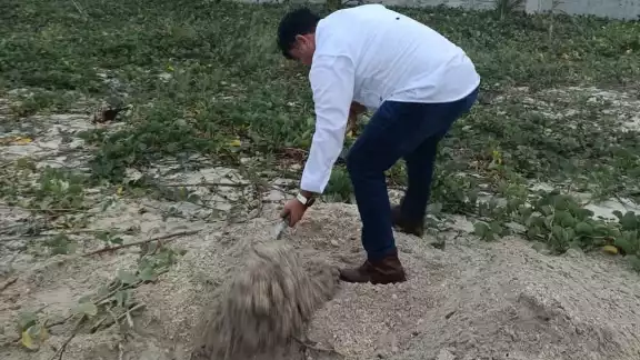 Una tortuga de la especie Lora varó en Playa Norte, mostrando una mordida en la aleta posterior izquierda