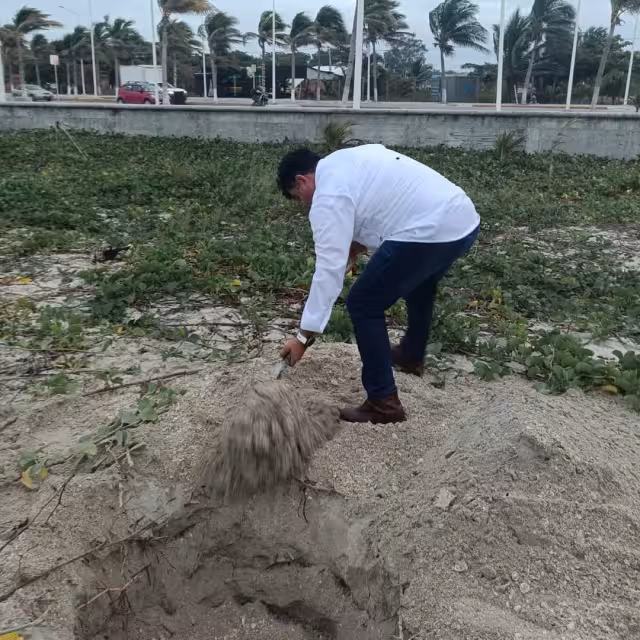 Una tortuga de la especie Lora varó en Playa Norte, mostrando una mordida en la aleta posterior izquierda