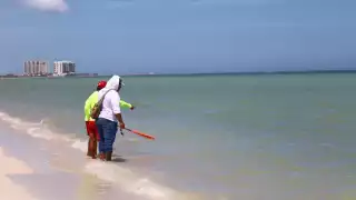 Restringen ingreso al mar en Progreso por la aparición de mantarrayas, bagres y peces globo