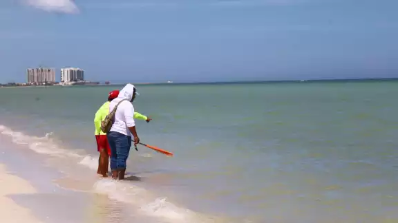 Autoridades exhortan a no meterse al mar por la aparición de mantarrayas, bagres y peces globo Autoridades exhortan a no meterse al mar por la aparición de mantarrayas, bagres y peces globo