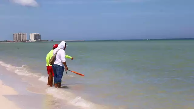 Autoridades exhortan a no meterse al mar por la aparición de mantarrayas, bagres y peces globo