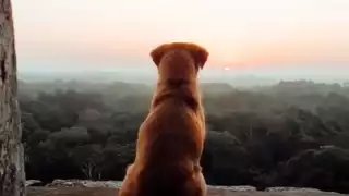 En Chichén Itzá solo los perritos tienen acceso a la famosa pirámide