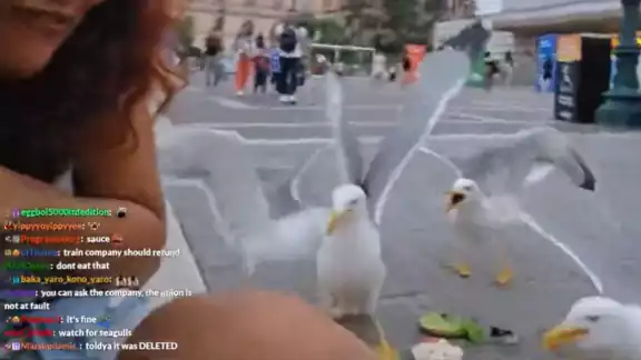 Parvada de gaviotas ataca a joven influencer, buscando quitarle su comida Parvada de gaviotas ataca a joven influencer, buscando quitarle su comida