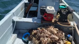 Exportar langosta viva desde Yucatán deja más ganancias, pero pescadores enfrentan un gran obstáculo