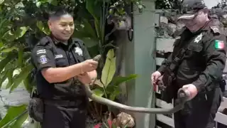 Culebra ratonera provoca momentos de miedo a vecinos de Valladolid