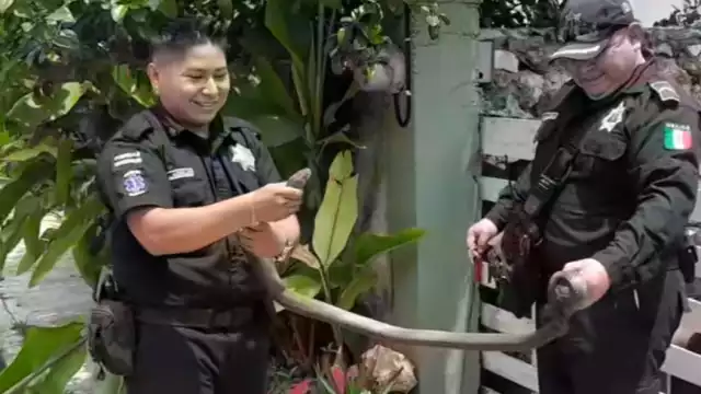 Los elementos policiacos recalcaron que la mayoría de las serpientes son inofensivas