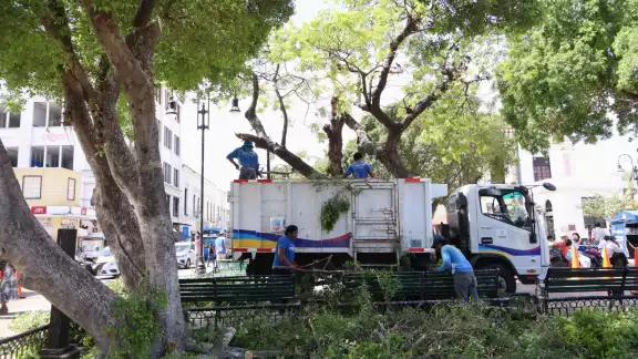 Los árboles causaban poca iluminación de los postes, por lo que fueron podados Los árboles causaban poca iluminación de los postes, por lo que fueron podados