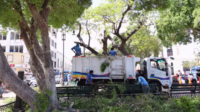 Los árboles causaban poca iluminación de los postes, por lo que fueron podados
