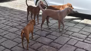 Gusano barrenador dispara los gastos veterinarios en Campeche: tratamiento puede superar los 3 mil pesos