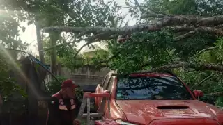 Un árbol en mal estado cayó sobre una camioneta estacionada en la colonia Fertimex.