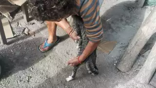 ¡Héroes sin capa! Bomberos rescatan a gato atrapado en pozo de 15 metros en Tizimín