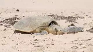Turistas y sus mascotas ponen en peligro a la anidación de tortugas en Yucatán