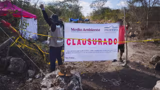 Clausuran desmonte ilegal de selva en Yaxcopoil; Profepa asegura maquinaria
