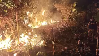Incendio forestal arrasa con 150 hectáreas de vegetación en Holbox e impacta zona  de anidación de tortugas 
