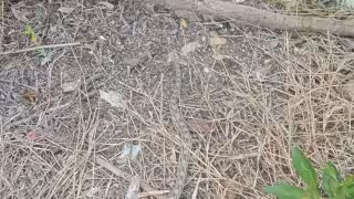 La boa fue capturada y liberada en la Zona Cero