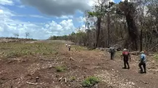 Deforestación en Campeche: tala desmedida y pesticidas ponen en riesgo flora y fauna