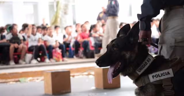 Yucatán impulsa especialización de Unidad K-9 en detección de explosivos en Texas