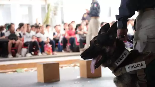 Yucatán impulsa especialización de Unidad K-9 en detección de explosivos en Texas