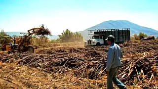 Cerca del 90% de los cañeros del sur de Quintana Roo enfrenta números rojos rumbo a la zafra 2025–2026.