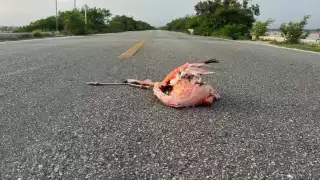 Atropellan a otro flamenco en carretera costera de Yucatán; suman dos casos en  un mes