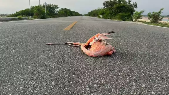 Las autoridades exhortan a la población a reportar casos en donde fauna silvestre sea lastimada Las autoridades exhortan a la población a reportar casos en donde fauna silvestre sea lastimada