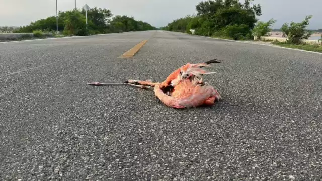 Las autoridades exhortan a la población a reportar casos en donde fauna silvestre sea lastimada