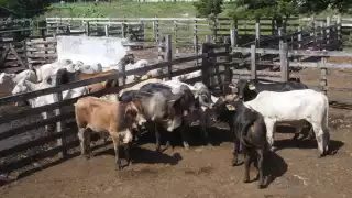 Ganaderos del Oriente de Yucatán esperan la confirmación de un nuevo caso de gusano barrenador en Sucilá 