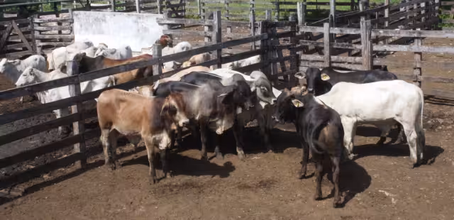 Presidente de la Ugroy informa que sigue sin confirmarse el presunto incidente de gusano barrenador