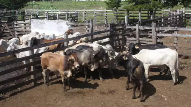 Presidente de la Ugroy informa que sigue sin confirmarse el presunto incidente de gusano barrenador