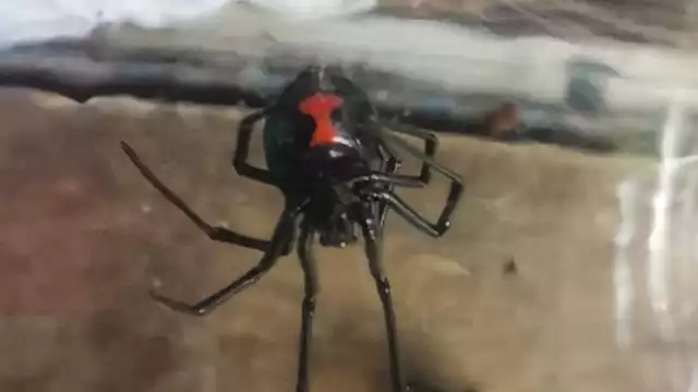 Productores de un vivero comunitario piden asesoría al sector Salud para el manejo de un arácnido