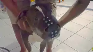 La Directora de Medio Ambiente y Cambio Climático negó que el animal agresor fuese sacrificado, por lo que verán alternativas.