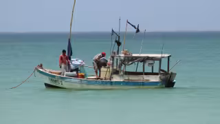 Se estabiliza la pesca en Progreso: aumentan los niveles de captura y precios de productos se estabilizan