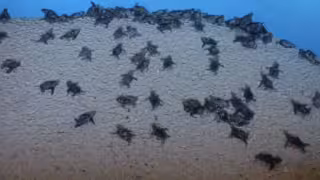Protección y liberación de tortugas carey en Campeche