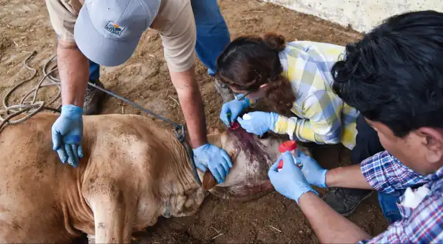 El inicio del combate al gusano barrenador empezará en los municipios de Escárcega y Candelaria por su vocación ganadera