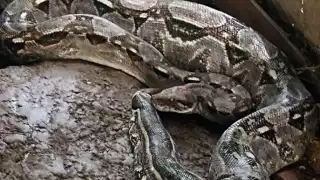 Ante el aumento de avistamientos de serpientes en el puerto, se exhorta a dejarlas tranquilas