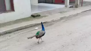 La dueña del ave pidió ayuda para poder encontrarlo