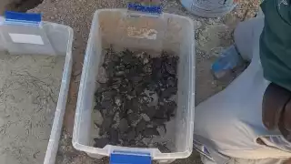 Preparan las playas de Progreso para la llegada de las tortugas marinas