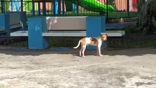 Crueldad animal sin freno en Yucatán: más de mil 100 perros y gatos han sido maltratados o asesinados en 2026