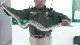 Vecina de Kanasín encuentra  una boa en su casa;  se comió una gallina