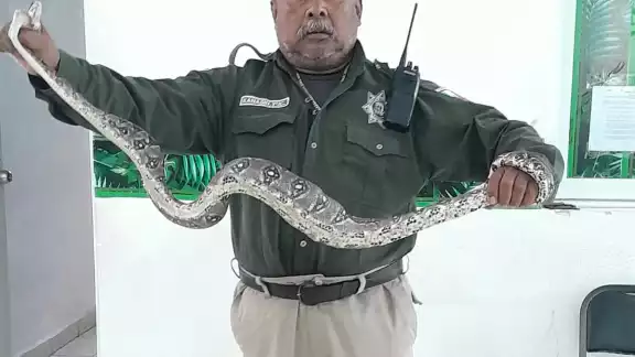 La boa fue retirada por la policía ecológica La boa fue retirada por la policía ecológica