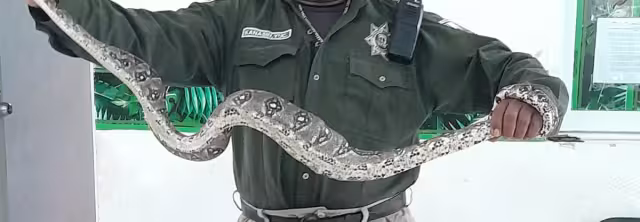 La boa fue retirada por la policía ecológica