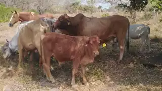 Gusano barrenador prende las alarmas a ganaderos de Sabancuy