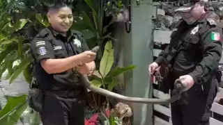 Los elementos policiacos recalcaron que la mayoría de las serpientes son inofensivas