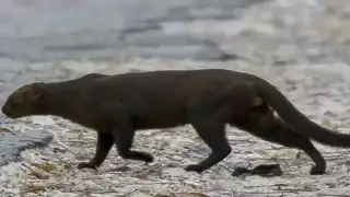 Avistan jaguarundi en el sur de Quintana Roo